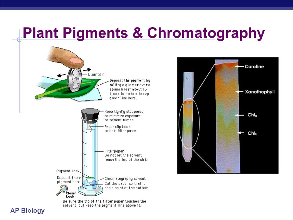 Separation of Plant Pigments Using Chromatography